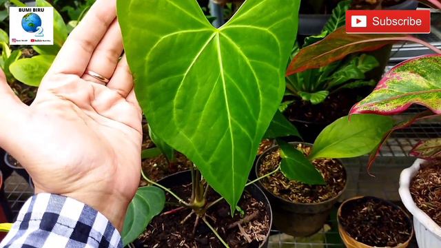 WOW! SAMBUT TAHUN BARU KOLEKSI BARU CANTIK MURAH ANTHURIUM KOLEKSI KEREN PHILODENDRON SIAP PAJANG смотреть онлайн