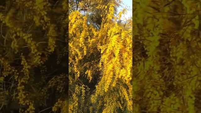 Цветение акации ивовой в Анталии смотреть онлайн