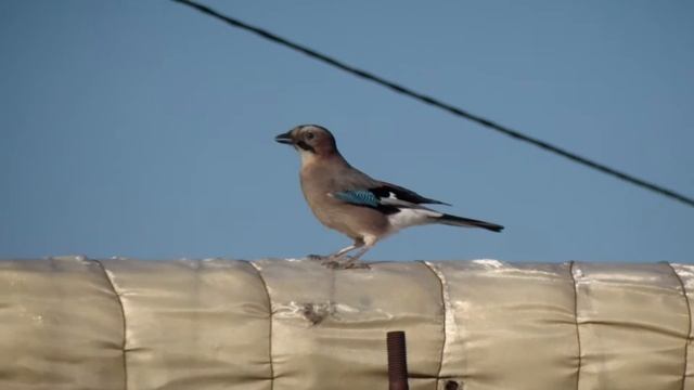 БИОСФЕРА. Сойка в городе. Труба и утеплитель заменили дерево и дупло. Найден тайник с орешком...