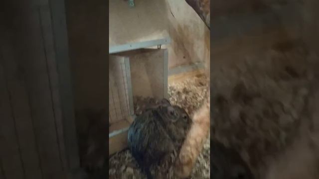 шиншили, морські свинки та дегу снідають смотреть онлайн
