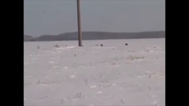 забег борзых и заяц