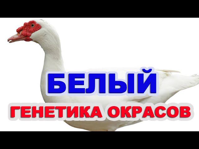 Белые мускусные утки с крестить с другим окрасом, что получится? ГЕНЕТИКА ОКРАСОВ смотреть онлайн