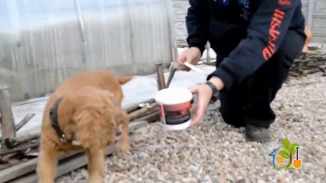 Отпугиватель собак и котов BORG Eco! Экологично! Безопасно! Работает!