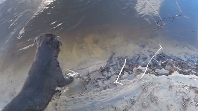 Удилище Norstream Agressor AGXS-682MMH. Первые впечатления на рыбалке! Твичинг, летом тоже работает