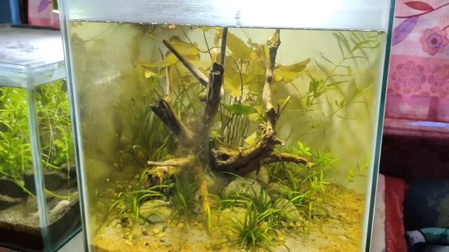 Huge Room Tour | Watch all My Problems in Aquariums & Fish смотреть онлайн