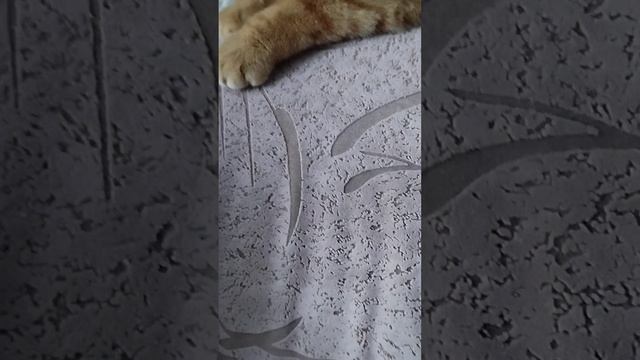 Кот Персик отдыхает смотреть онлайн