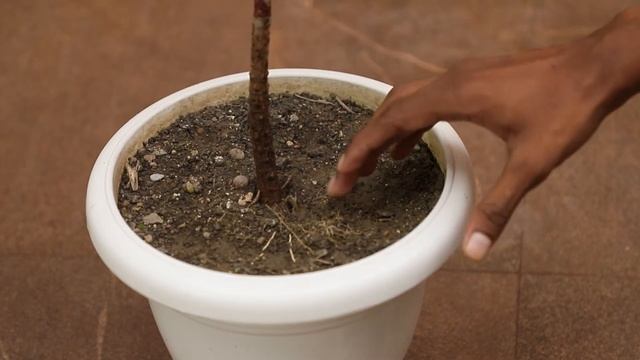 Cordyline Plant Care || Indoor House Plant || Detailed analysis on watering and sunlight смотреть онлайн