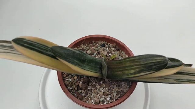 GASTERIA CV. KINUN ガステリア 錦雲 succulent смотреть онлайн