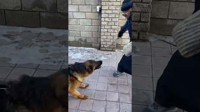 ? Кинолог. Дрессировка собак в Самаре и Самарской области у вас дома на охрану территории и людей) смотреть онлайн