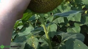 Сумико подсолнечник по подсолнечнику. Что получается.