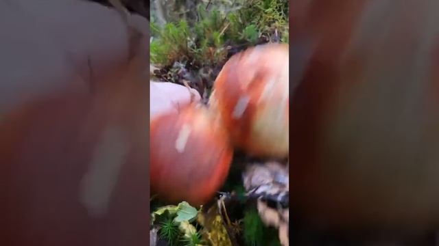 ОКТЯБРЬ МЕСЯЦ ? А ЛЕС ПРОДОЛЖАЕТ РАДОВАТЬ ГРИБАМИ ? ЧТО ЗА ЧУДО ? #грибы #осень #октябрь #лес смотреть онлайн