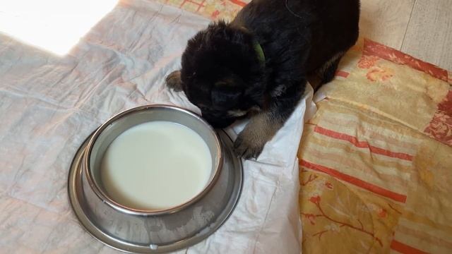 ЩЕНКИ ПЕРВЫЙ РАЗ КУШАЮТ САМИ. НЕМЕЦКАЯ ОВЧАРКА