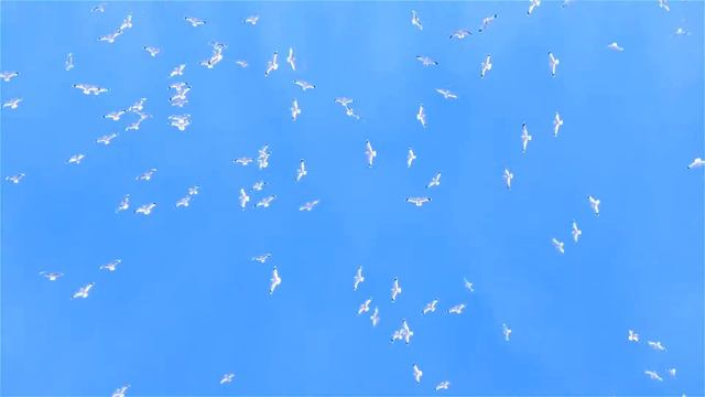 للتصميم . . . смотреть онлайн