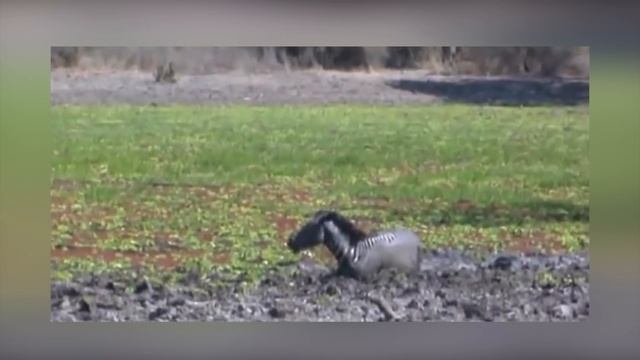 Этот Крокодил Был Обречен! Редкие Сражения Животных с Крокодилами, Снятые на Камеру смотреть онлайн