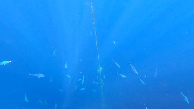 Морской мир Египта 2020. Выдержит ли GOPRO 8 соленую воду? смотреть онлайн