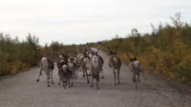 Норвегия. Олени на дороге. смотреть онлайн
