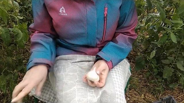 стр. 45 Заначка ярового чеснока смотреть онлайн
