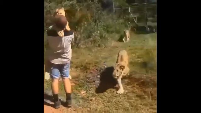 This Is Why I Love Animals/Вот почему я люблю животных