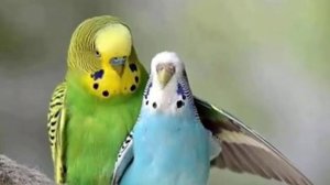 Часть: 1 // Размножение волнистых попугаев в домашних условиях // кладка яиц волнистых попугаев