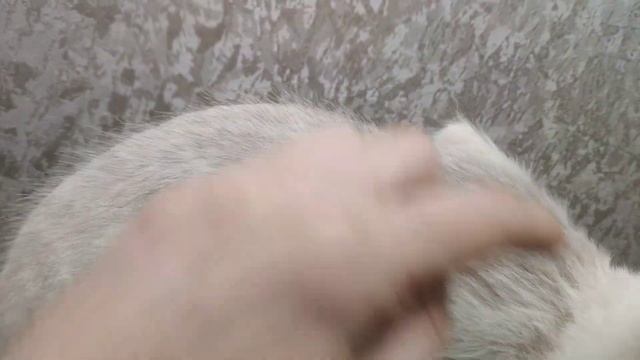 Как отрастает шерсть у кошки после стрижки смотреть онлайн