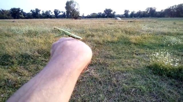 Богомол в природе. смотреть онлайн