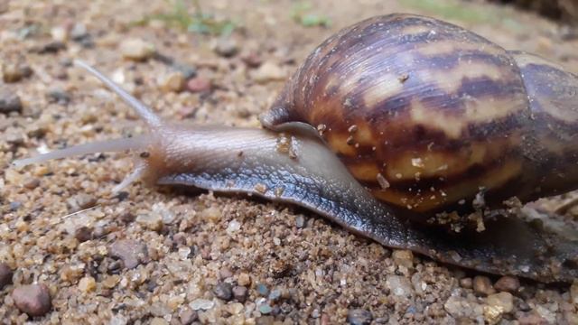 Amazing snail moving close up || Cute animal for kids || Beauty of nature смотреть онлайн