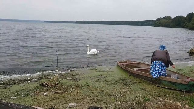 Кормление диких лебедей... смотреть онлайн