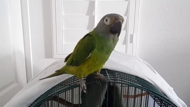 Loubert the Dusky Conure Parrot doing some tricks. смотреть онлайн