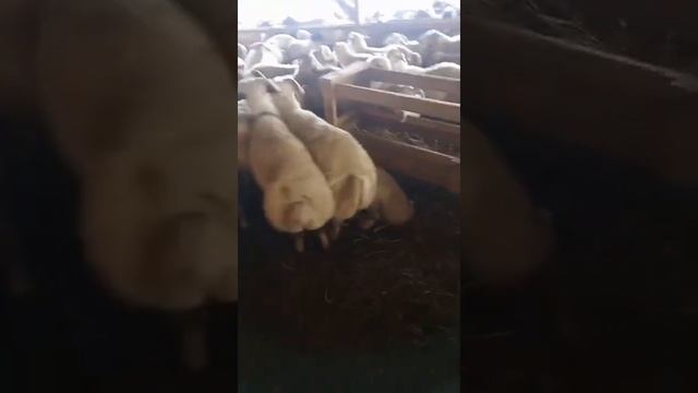 Забой МРС, баранов курдючных. смотреть онлайн