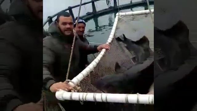 Самый большой Белуга смотреть онлайн