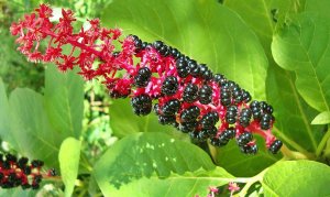 Фитолакка (лаконос) РЕЛАКС ТЕРАПИЯ ИМПРОВИЗАЦИЯ композитор Виктор Анохин #instrumental #piano #цветы