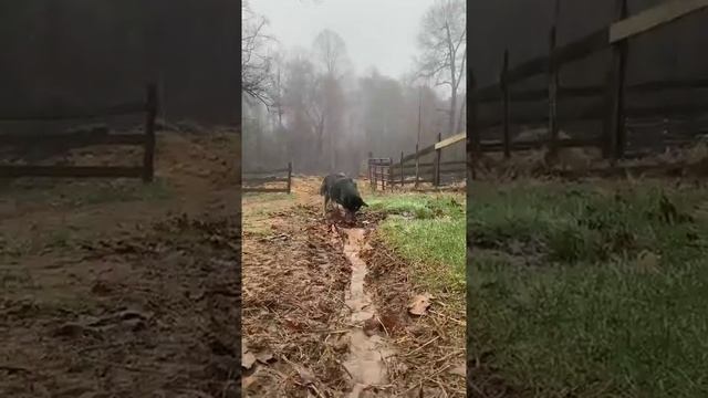 ПРИКОЛЫ по жевотных смотреть онлайн