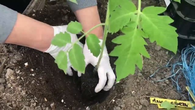 Как посадить томаты в теплицу! Что класть в лунку? смотреть онлайн
