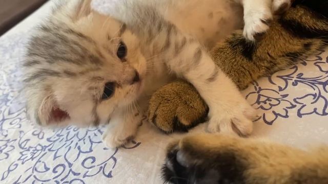 Новорожденные котята? смотреть онлайн