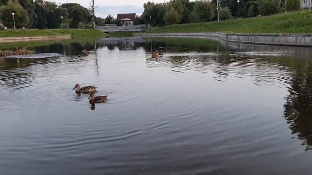 Деревенский дневник очень многодетной мамы \ Сколько же в ней зависти и негатива!!! \ Обзор влогов смотреть онлайн