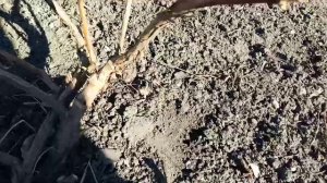 Прививаем   жимолость