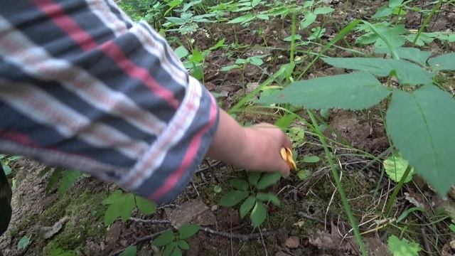 В лес по грибы 20 июля 2022 смотреть онлайн