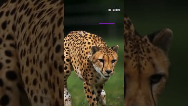 Самые быстрое животное на суше смотреть онлайн