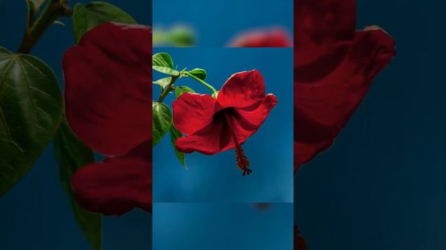 Гибискус китайский (Hibiscus sinensis) смотреть онлайн