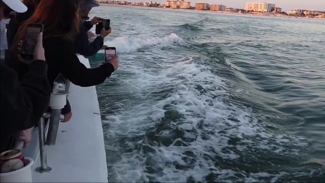 Дельфины в деле! / Dolphins in Dunedin, Fl смотреть онлайн
