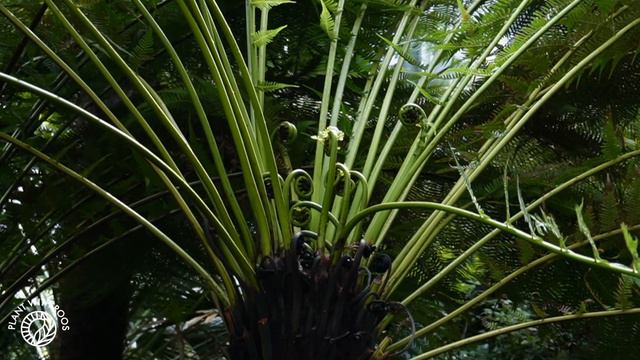 Botanical gardens of Amsterdam - with @leafing.around! | Plant with Roos смотреть онлайн