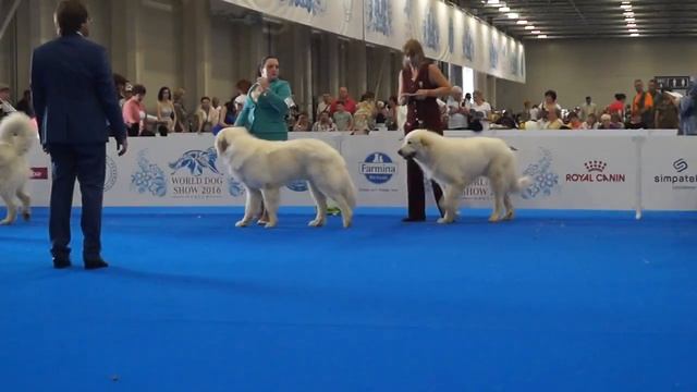 WDS male champion, кобели класс чемпионов (пиренейская горная собака) смотреть онлайн