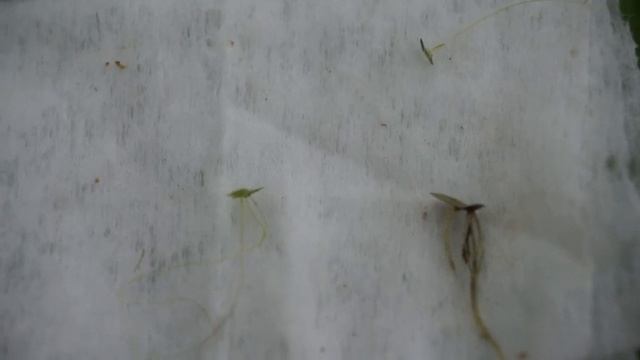 Водные растения смотреть онлайн