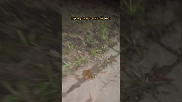 ХВХАВХВХВХВХВХВВ СМЕШНО!!! смотреть онлайн