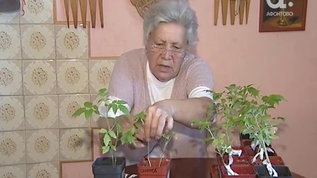 Голова садовая. Как вырастить помидор на двух корнях смотреть онлайн