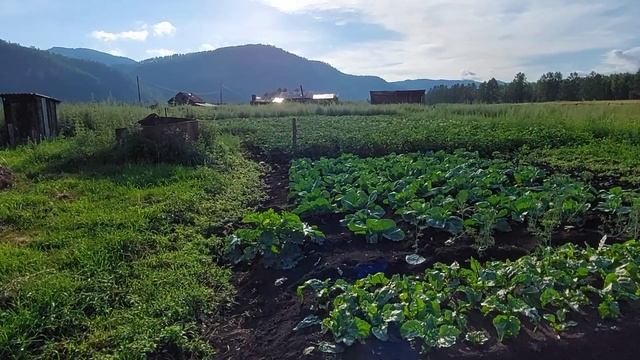 ✔Поездка в деревню сбор ягод отдых красота природы ) смотреть онлайн