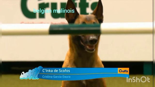 Border Collie Vs Belgian Malinois Agility