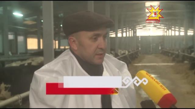 Открытие коровника в Янтиковском районе смотреть онлайн