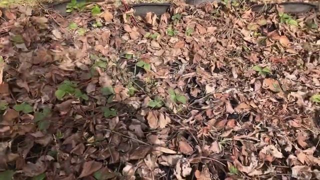 Приехали на дачу, перевезли курочек, делаю салат ,,морковь по корейски’’ смотреть онлайн