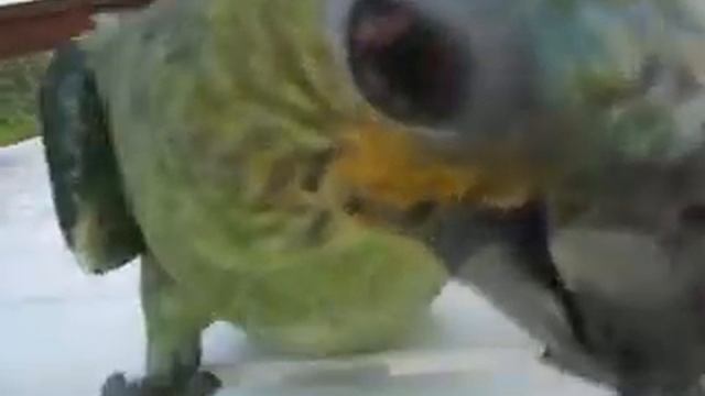 бразильский попугайчик смотреть онлайн